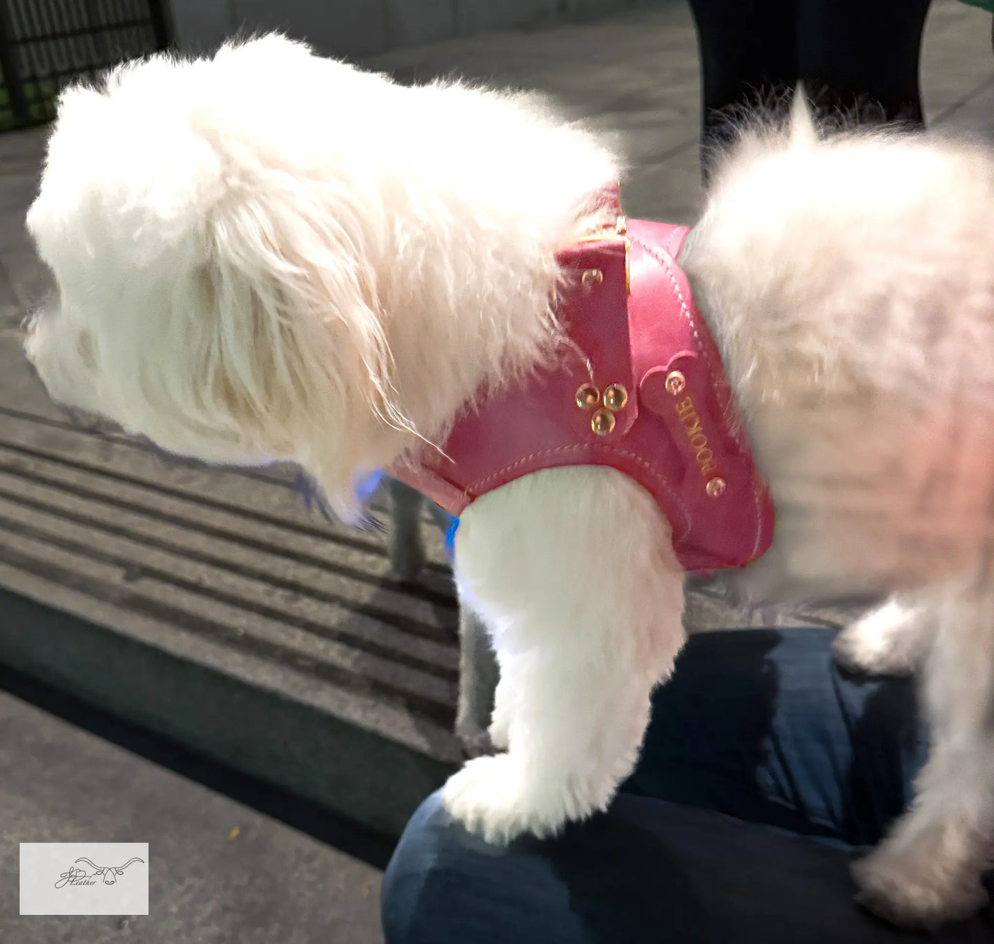 Sport Pet Harness Jon B Leather