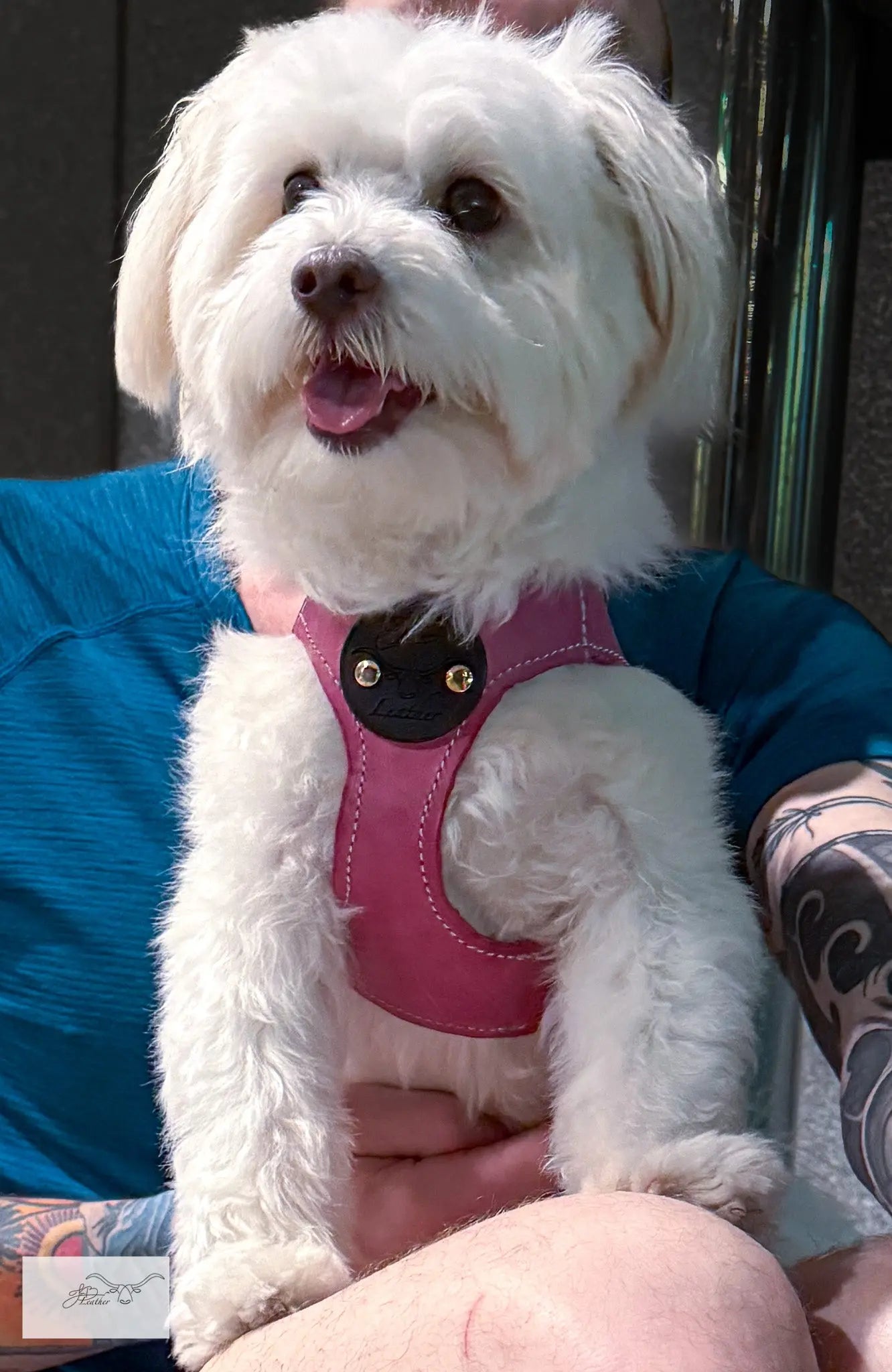 Sport Pet Harness Jon B Leather